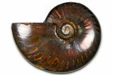 Polished Red Flash Ammonite (Cleoniceras) Fossil - Madagascar #367697-1